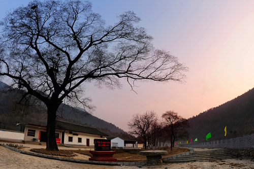 太陽寺大槐樹